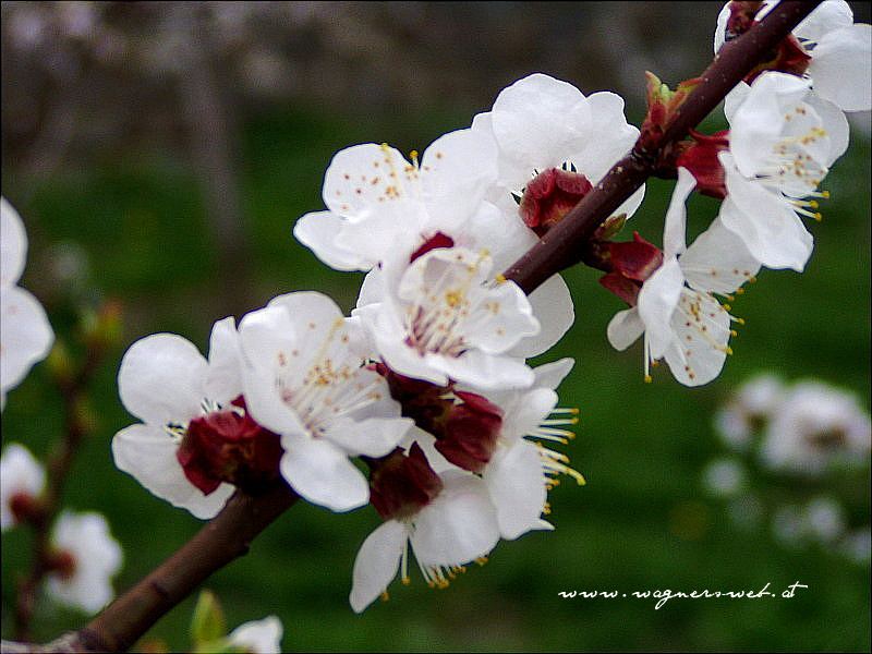 Wachau - Marillenbl&uuml;ten