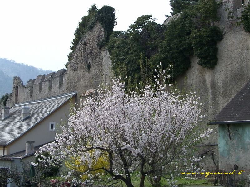 Wachau