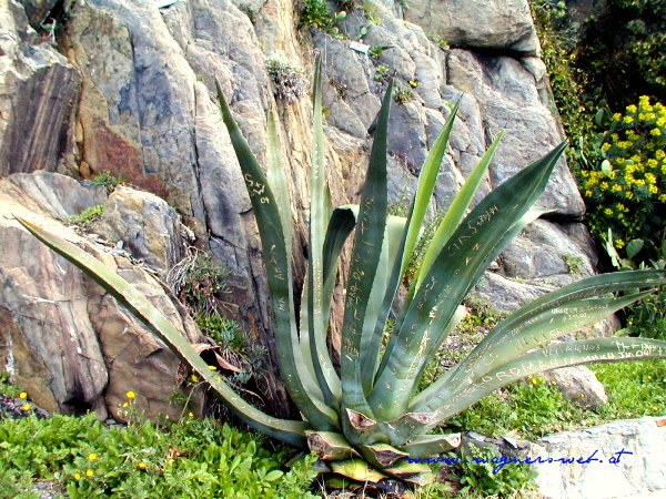 CINQUE TERRE - Via dell Amore