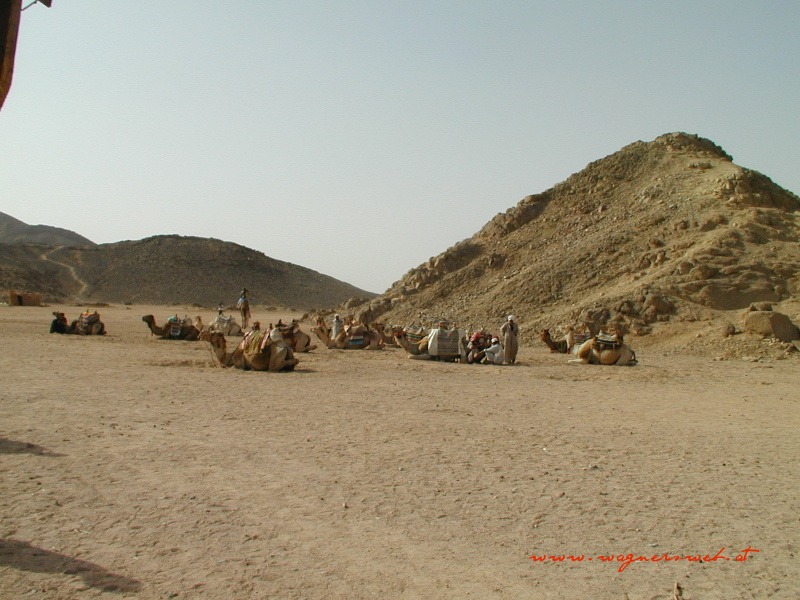 ÄGYPTEN - HURGHADA Beduinen mit ihren Brennmaterialerzeugern