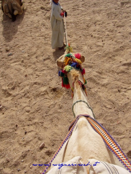 ÄGYPTEN - HURGHADA Anscheinend war ich zu schwer, das Vieh wollte nicht so richtig aufstehen.