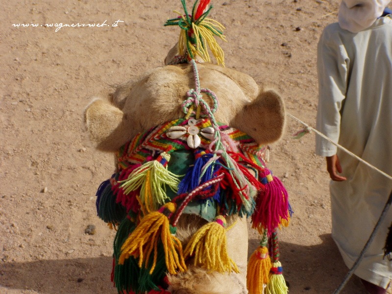ÄGYPTEN - HURGHADA Geschafft ich bin oben