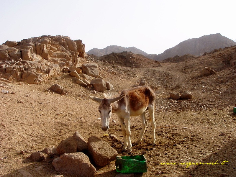 ÄGYPTEN - HURGHADA Allein und traurig in der Wüste