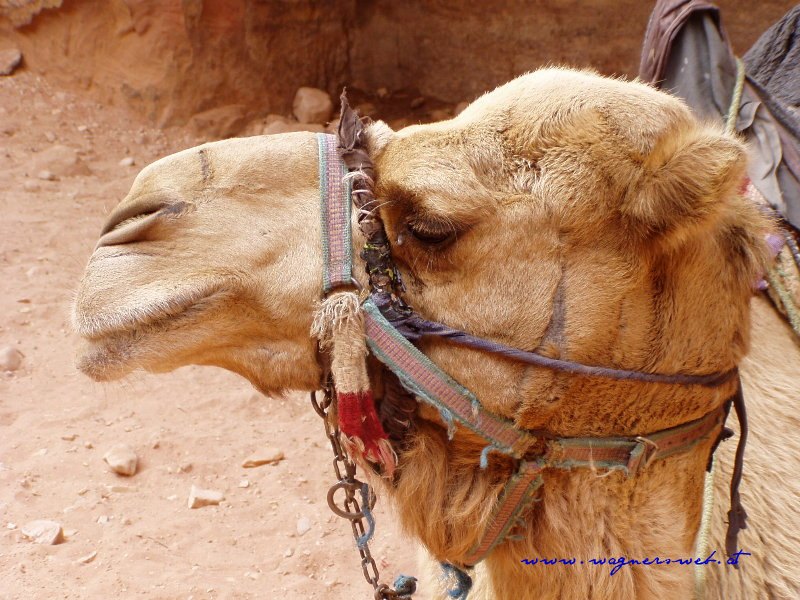 JORDANIEN - Impressionen