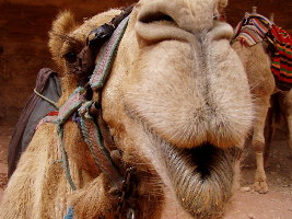 jordanien