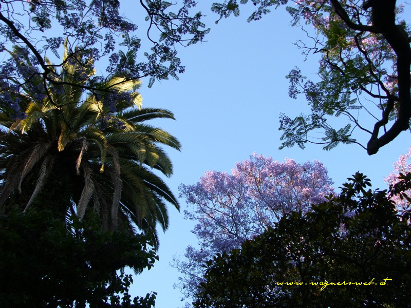 jakarandabaum palme