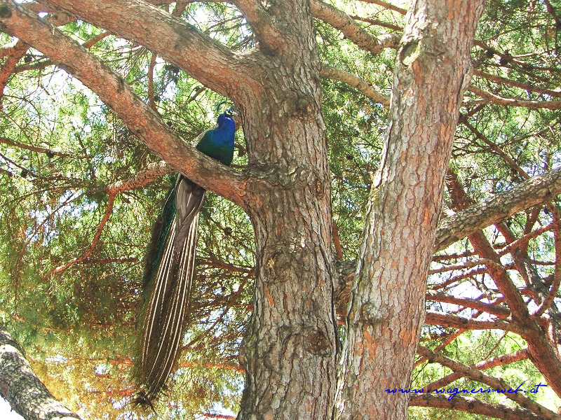 pfau