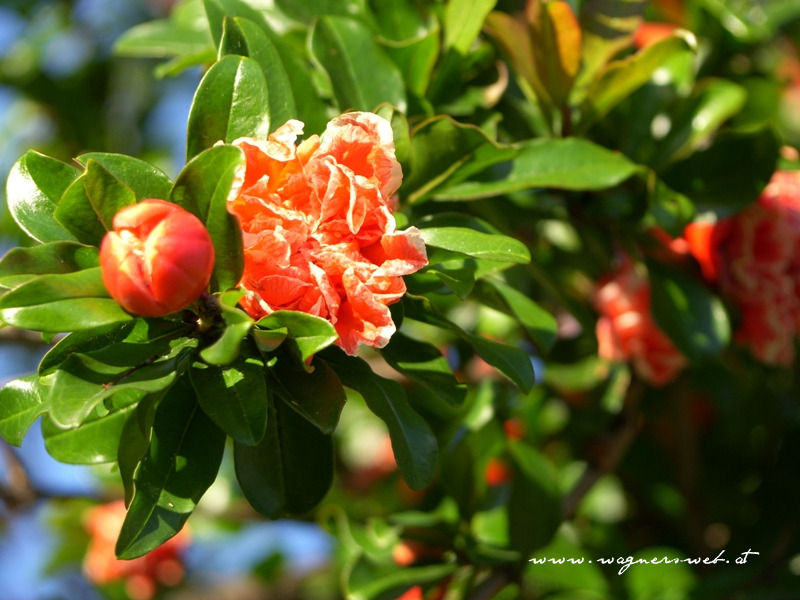 Blüte