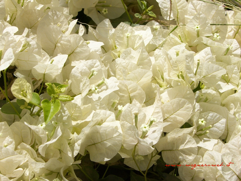 philae-tempel weisse blumen