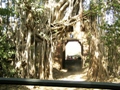 Ranthambore-