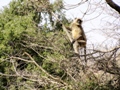 Ranthambore-