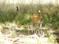 Ranthambore-