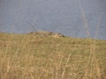 Ranthambore-