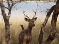 Ranthambore-