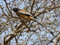 Ranthambore-