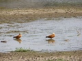 Ranthambore-