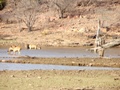 Ranthambore-