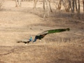 Ranthambore-