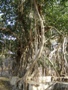 Ranthambore-