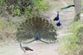 Ranthambore-