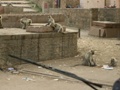 Ranthambore-