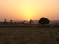 Ranthambore-