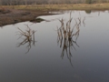 Ranthambore-