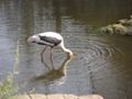 Ranthambore-