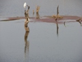 Ranthambore-