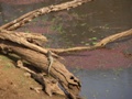 Ranthambore-