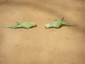 Ranthambore-