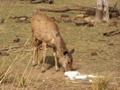 Ranthambore-