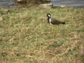 Ranthambore-