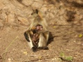 Ranthambore-