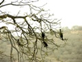 Ranthambore-