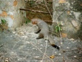 Ranthambore-