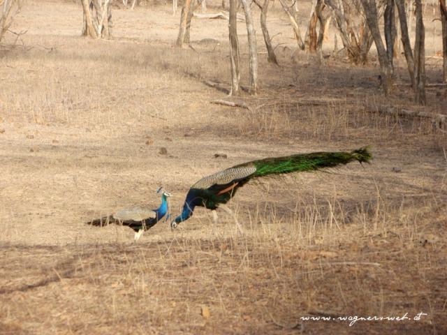 Indien 