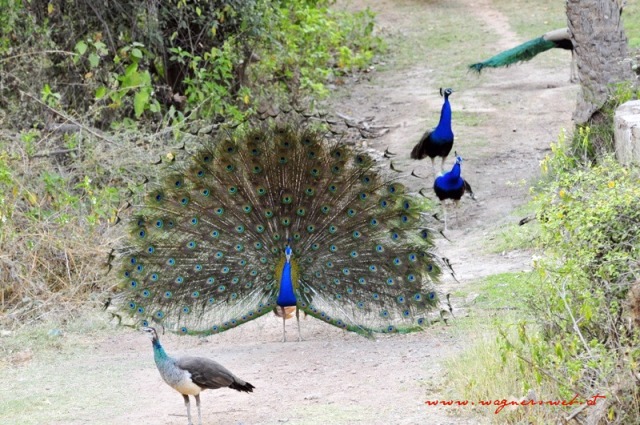 Indien 