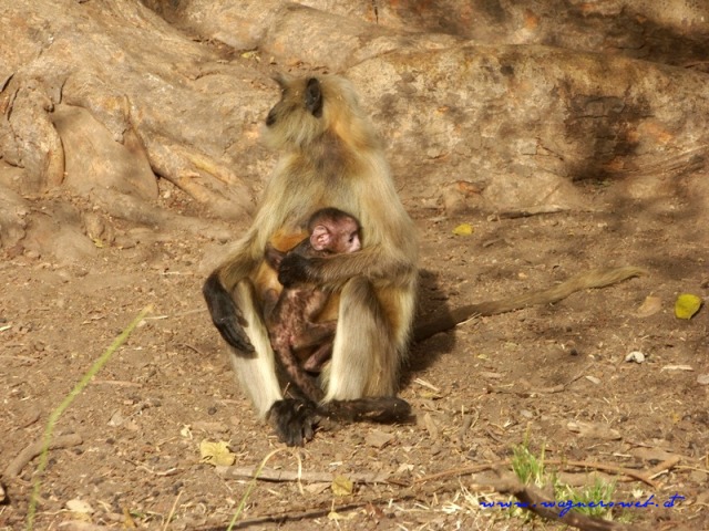 Indien 