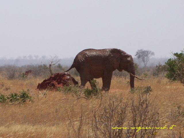 Kenia 2011 