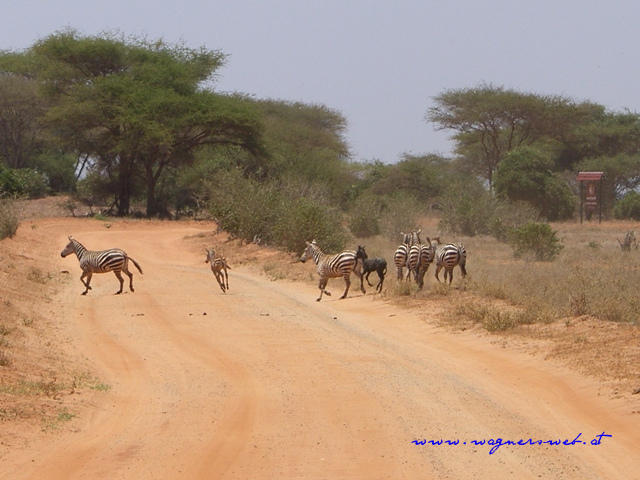 Kenia 2011 