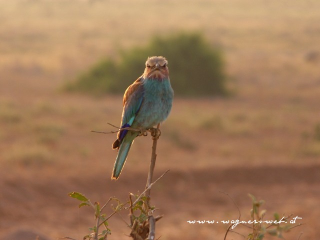 Kenia 2011 