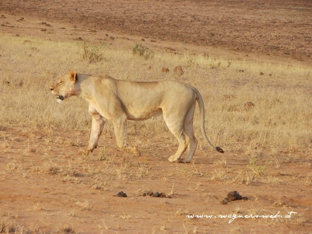 Kenia 2011 