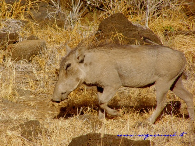 Kenia 2011 
