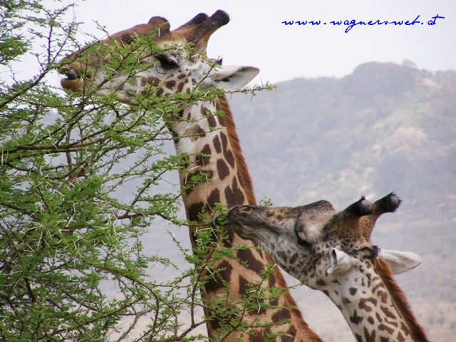 Kenia 2011 
