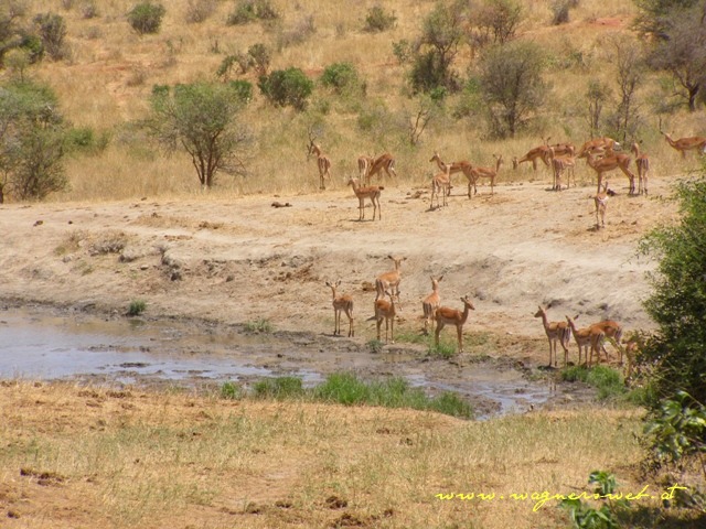 Kenia 2011 