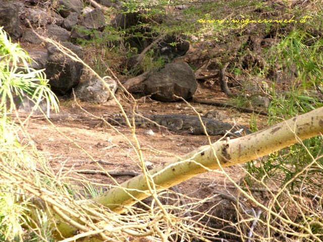 Kenia 2011 