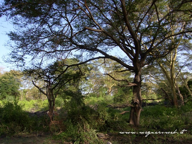 Kenia 2011 