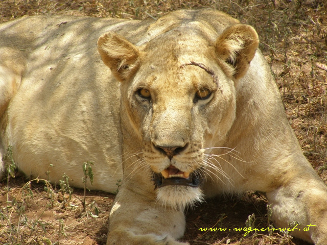 Kenia 2011 