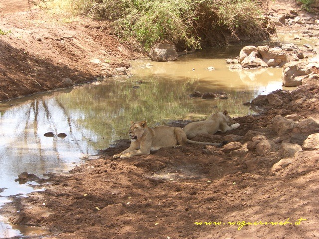 Kenia 2011 